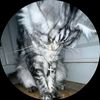 darkowl611