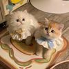 funny.life.cute70