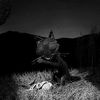 ..whisker