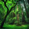 natureforever65