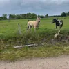 horsesforlife379