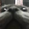 dino_dinosour2