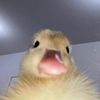 yel1ow._.duck