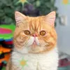 Harry Kluger Kater