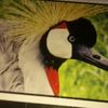 wanekane.david
