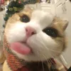 kim.linh731