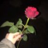 🖤🥀🕊