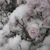rosieeflowers0
