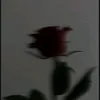 gigi.dalessio700