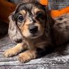 a_dach_of_rosie