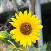 embedangiu415