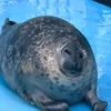 seal_jan