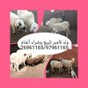 lamirahmed