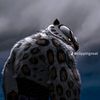 mouhamedjr67