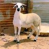 zied.rabhi
