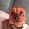dogsontoast12