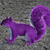 hydraulic_purplesquirrel