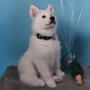 malamutememories