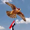 shafeeqmofleh