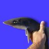 _topsharkboy_3_