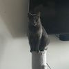 furrballz2