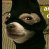 dannavazz1