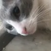miau.mini