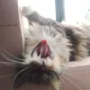 el_chompa91