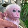 Monkey Sena