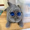 ahngoon.bunny