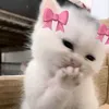 dimaalobeidim