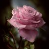 rahima.lkbrova