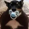 blackforest_hog