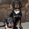 rottiezuko