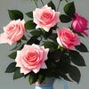 cvnjs6