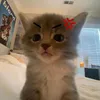 iuanh_1512