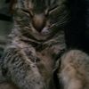 kittylover9314