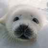 silly_seal_guy