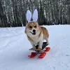 corgimarty.official