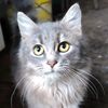 dimon_16026