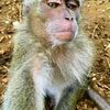 monkeyfromthespace