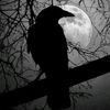 raven_1115