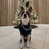 astrobluebostonterrier