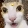 dantocninhxuan0
