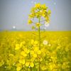 canola90