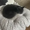 arch_burgy114