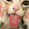 dinni_tt
