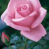 kyaw.min2497
