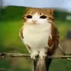 teowesty