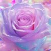 umahmed.17